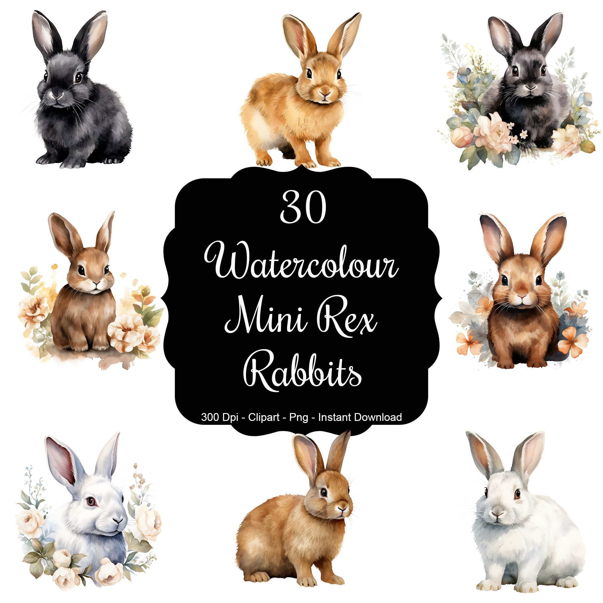Mini Rex Rabbit