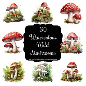 Champignons enchantés : ensemble de 30 champignons aquarelles