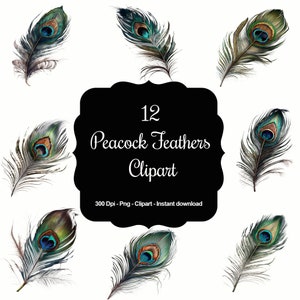Puede incluir: Doce ilustraciones digitales de plumas de pavo real en colores azul, verde y marrón. Las plumas están dispuestas en un círculo alrededor de un cuadrado negro con el texto "12 Peacock Feathers Clipart" y "300 Dpi - Png - Clipart - Descarga instantánea".