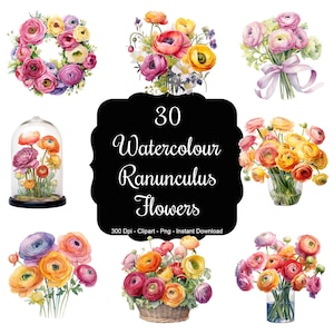 Ranunculus Radiance: 30 Watercolour Ranunculus Flowers Clipart Set