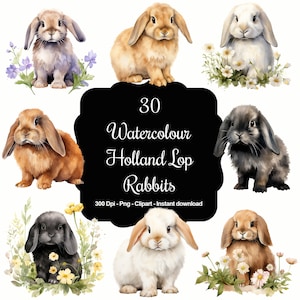 Lovelies aux oreilles tombantes : ensemble de 30 cliparts aquarelles Holland Lop Rabbits