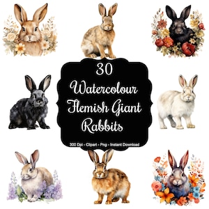 Gentle Giants: 30 Flämische Riesenkaninchen Aquarell Clipart
