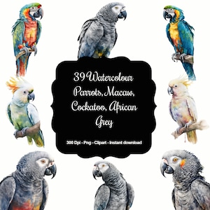 39 Watercolour Parrots, Macaw, African Grey, Cockatoo, Quality Clipart, Instant Download, 300 Dpi, Transparent PNG Files, Commercial use