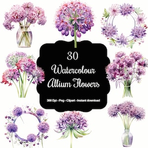 30 Watercolour Allium Flowers, Bouquets, Wreaths, High Quality Clipart, Instant Download, 300 Dpi, Transparent PNG Files, Commercial use