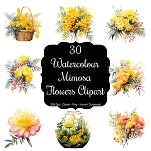 Sunlit Blooms: 30 set di clipart di fiori di mimosa acquerellati