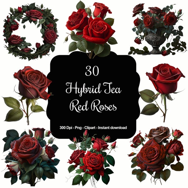 Velvet Blooms : ensemble de 30 roses hybrides de thé rouges