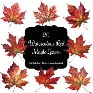 20 Watercolour Red Maple Leaves,Autumn, Fall Leaves, High Quality Clipart, Instant Download, 300 Dpi, Transparent PNG Files, Commercial use