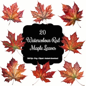 20 foglie di acero rosso acquerello, autunno, foglie autunnali, clipart di alta qualità, download immediato, 300 dpi, file PNG trasparenti, uso commerciale