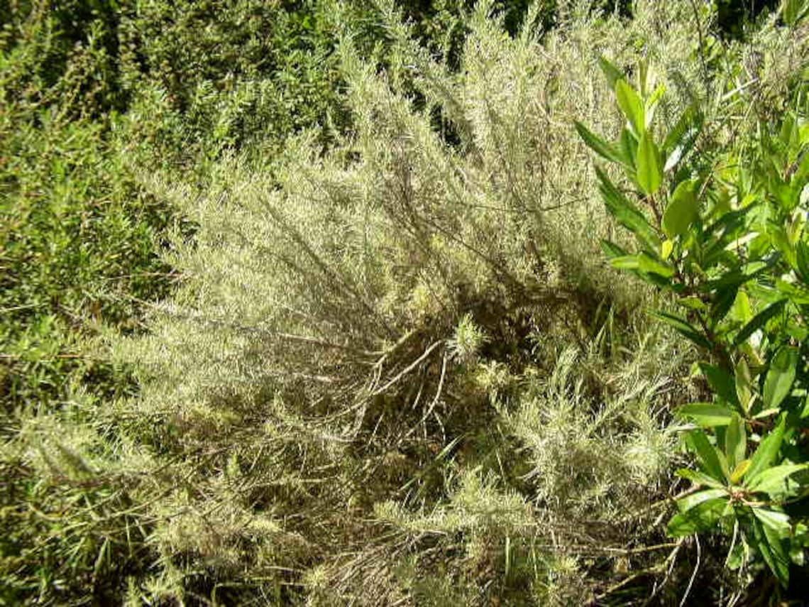 California Sagebrush Tea artemesia Californica Etsy