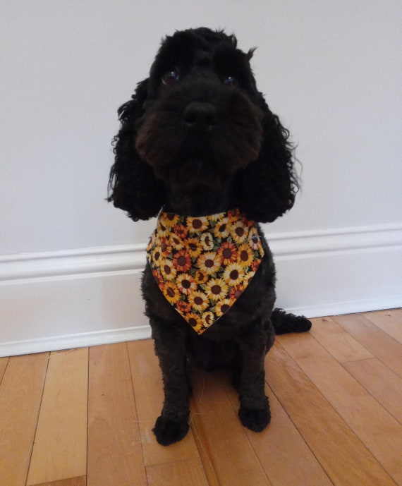 cockapoo bandana