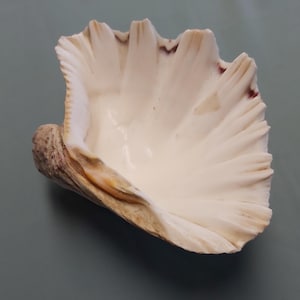 May include: A large, open seashell with a cream-coloured interior and a textured, ridged exterior. The shell has a natural, organic shape with a ruffled edge and subtle brown and purple markings. The shell is a natural decorative item.