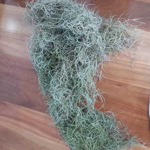 May include: A large clump of green Spanish moss, a type of air plant, is spread out on a wooden floor.
