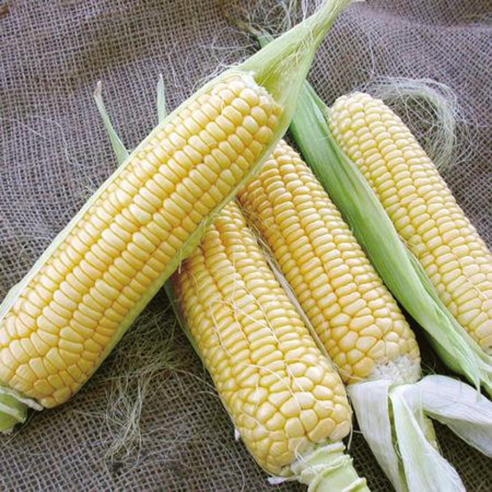 Hybrid Sweet Corn Bodacious 15 seeds Etsy