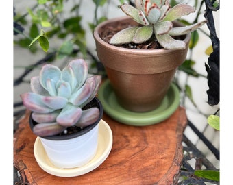 Matching Set of Ceramic Saucers, For planters With Drainage Hole, Easy Watering System For All Types Of Plants , Indoor and Outdoors