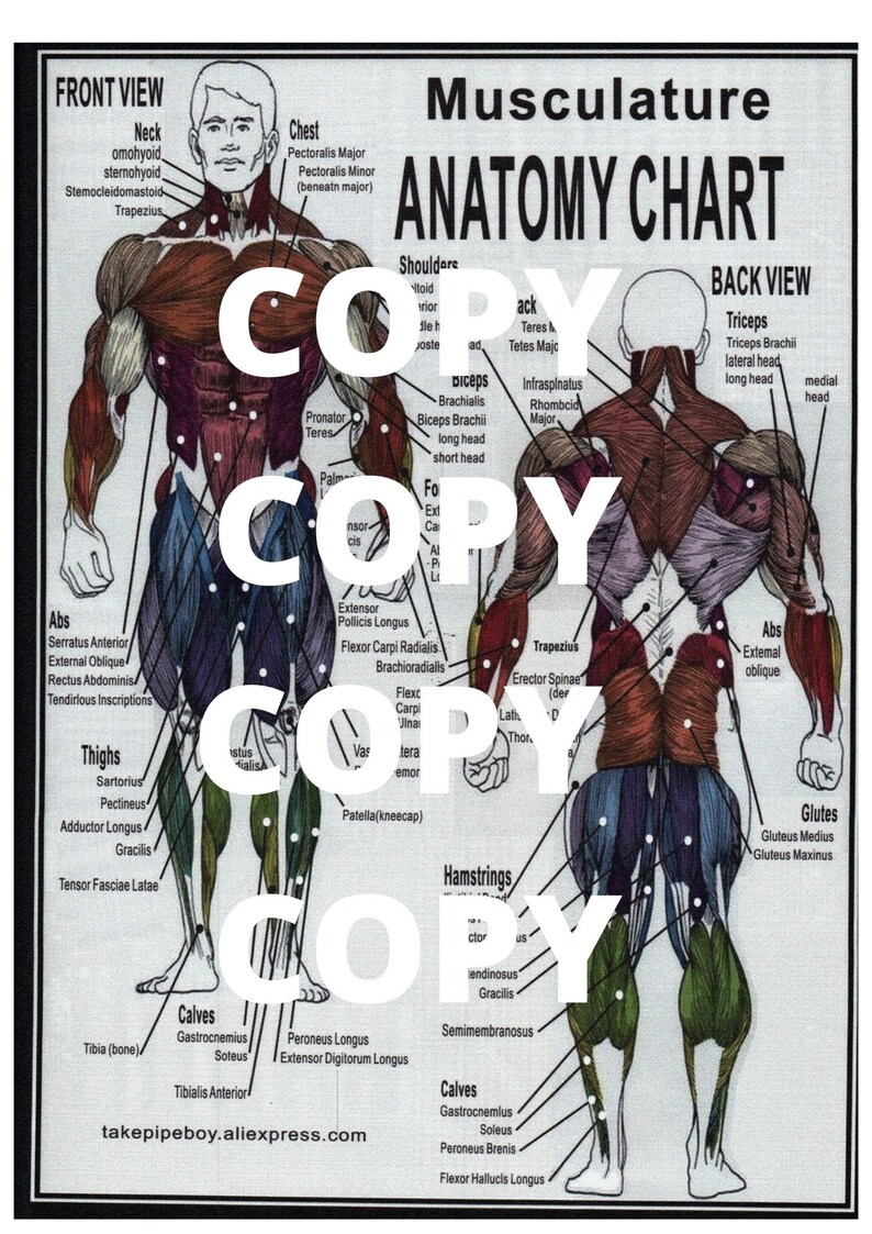 Masculine Anatomy Chart Digital Download Wall Poster Ideal Etsy