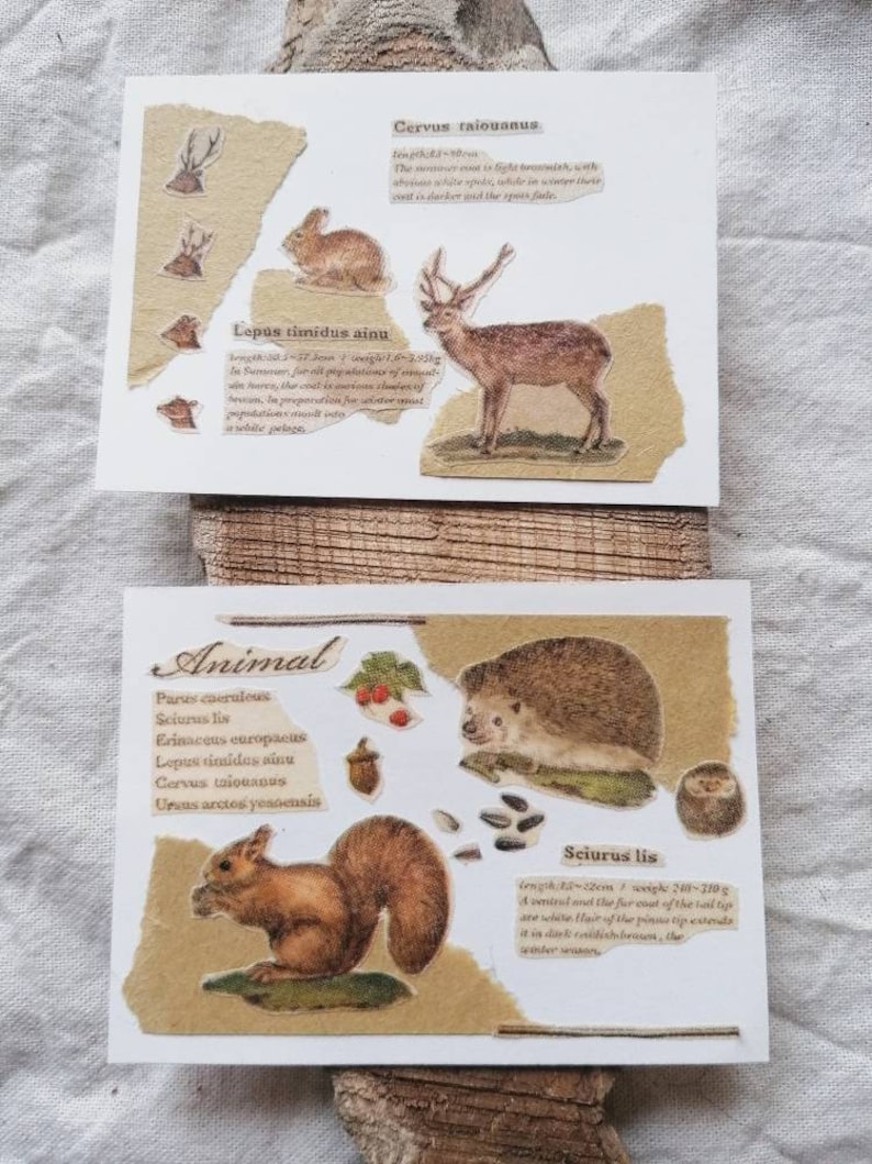 May include: A collage of animal illustrations with text descriptions. The animals include a deer, a rabbit, a squirrel, a hedgehog, and a bird. The text describes the animals' scientific names, lengths, and weights.