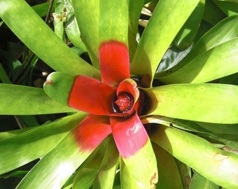 Blushing Bromeliad  Neoregelia Carolinea