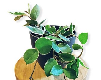 Hoya Carnosa 'Krimson Queen' potted plant