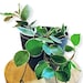 see more listings in the Cacti & Succulents section