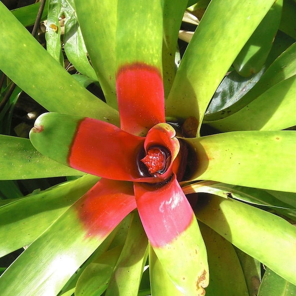 Blushing Bromeliad  Neoregelia Carolinea