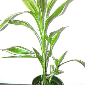 Variegated Dracaena Sanderiana a/k/a Lucky Bamboo Plant image 4