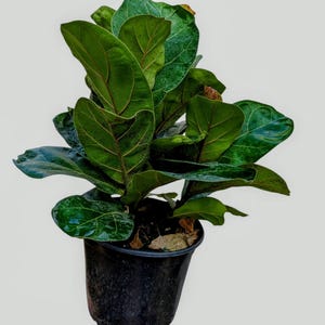 May include: A potted Fiddle Leaf Fig plant with large, vibrant green leaves and prominent veining. The plant is in a black plastic pot, set against a plain white background. The leaves have a glossy texture.