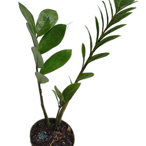 ZZ Plant Zamioculcas zamiifolia Tropical House Plant 4.5" pot
