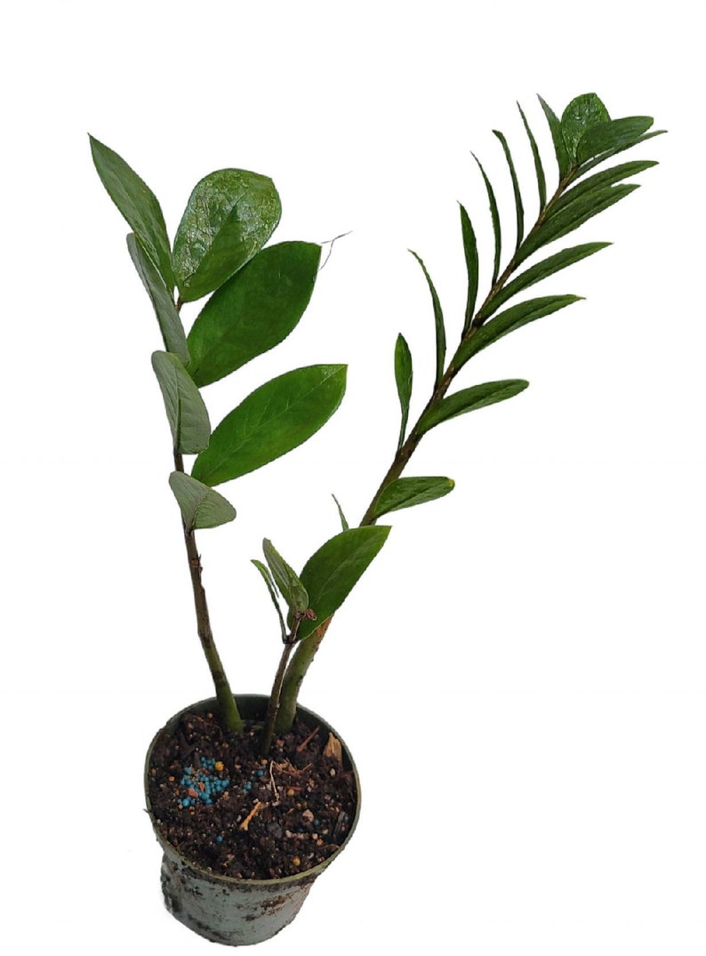 ZZ Plant Zamioculcas zamiifolia Tropical House Plant 4.5" pot