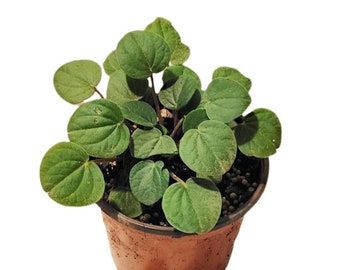 Peperomia Albovittata Rana Verde 4.5 inch pot