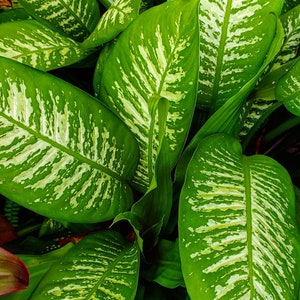 Dieffenbachia Tropic Snow Live House Plant