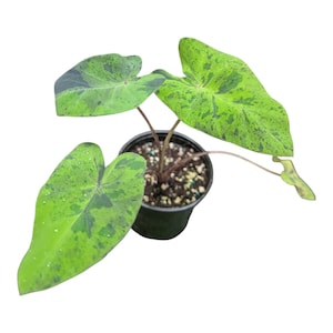 Colocasia Mojito Elephant Ear – Variegated Tropical Alocasia – Live Plant in 4.5 Inch Pot – Rare Speckled Foliage Houseplant or Patio Plant