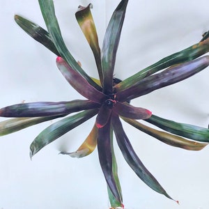 Neoregelia Royal Burgandy Bromeliad live plant image 3