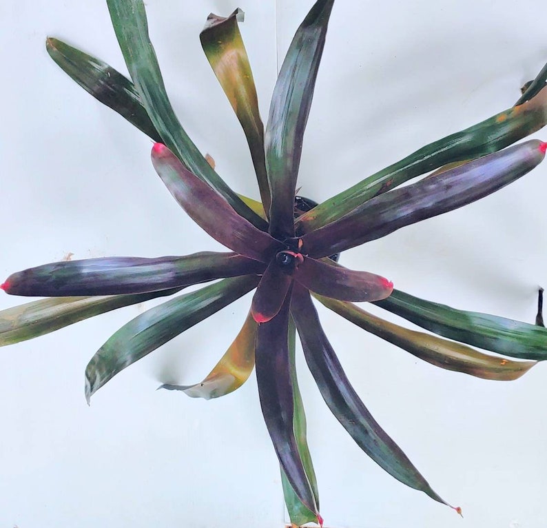 Neoregelia Royal Burgandy Bromeliad live plant image 3