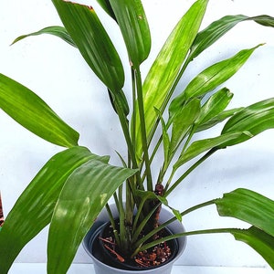 Lance Dracaena Plant (Aubryana)