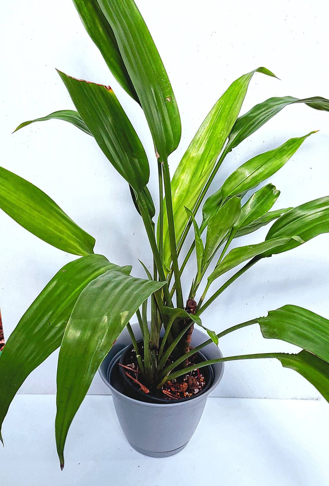 Lance Dracaena Plant (aubryana) - Etsy