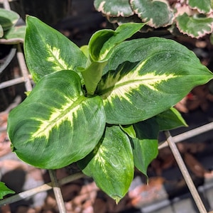May include: Close-up of a Dieffenbachia plant with large, green leaves. Each leaf has a prominent, creamy-yellow pattern running through the center. The plant is in a pot, with other plants visible in the background. The leaves have a textured surface.