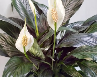 Peace Lily Spathiphyllum House Plant 6 inch Pot