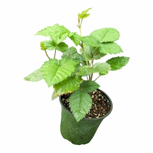 Triple Crown Thornless Blackberry Plant, Established 4.5" Pot, Live Fruit Plant, Sweet Thornless Blackberry Bush, Garden Ready image 1