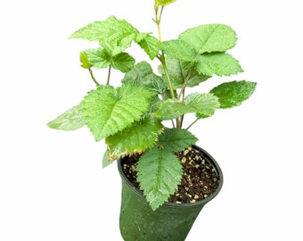 Triple Crown Thornless Blackberry Plant, Established 4.5" Pot, Live Fruit Plant, Sweet Thornless Blackberry Bush, Garden Ready