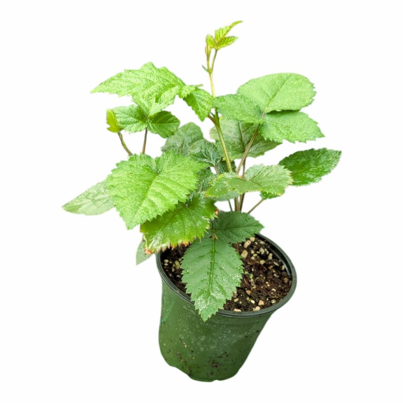 Triple Crown Thornless Blackberry Plant, Established 4.5" Pot, Live Fruit Plant, Sweet Thornless Blackberry Bush, Garden Ready image 1