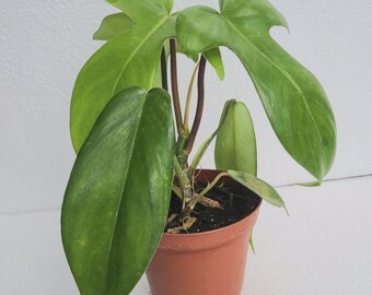 Florida Green Philodendron  4" pot