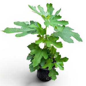 May include: A young fig plant with vibrant green, deeply lobed leaves growing from a central stem. The plant is potted in a small, black, cylindrical plastic container filled with dark soil, showcasing a healthy and upright growth habit.