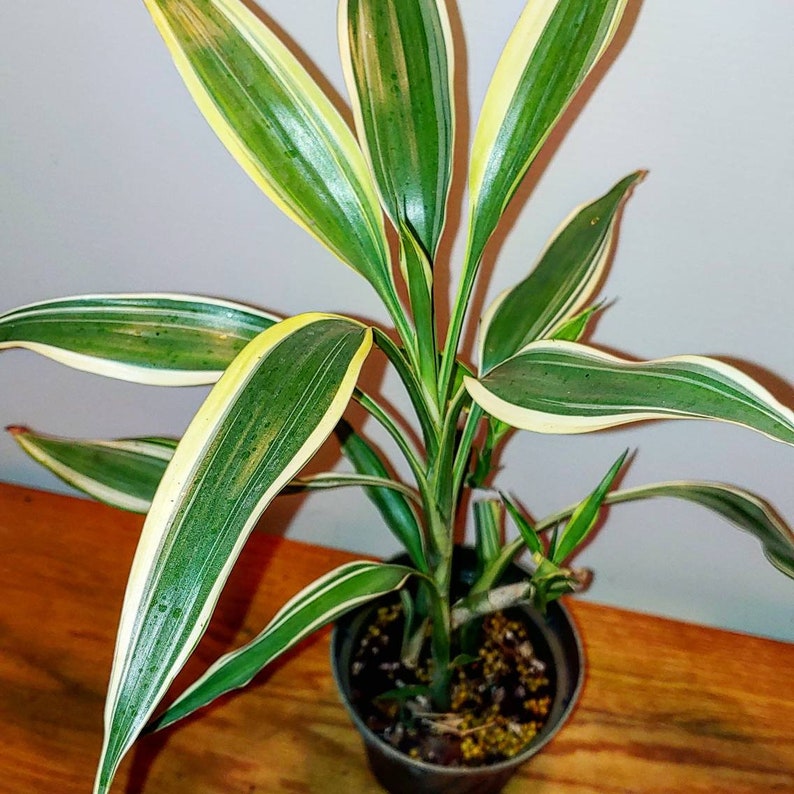 Variegated Dracaena Sanderiana a/k/a Lucky Bamboo Plant image 3