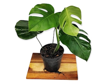 Monstera Deliciosa, Split Leaf Swiss Cheese Plant