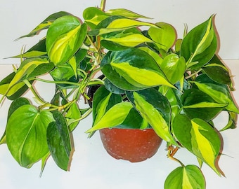 May include: A Philodendron Brasil plant in a brown plastic pot. The plant features heart-shaped leaves with a variegated pattern of dark green, lime green, and bright yellow stripes running through the center of each leaf. The vines trail outward.