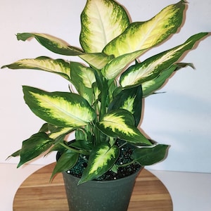 Dieffenbachia Camille Live House Plant