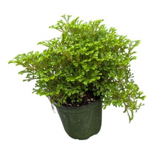 May include: A vibrant green Selaginella plant with dense, moss-like foliage and delicate, branching stems. The plant is potted in a simple, dark green plastic container filled with dark potting soil, showcasing a lush and compact growth habit.