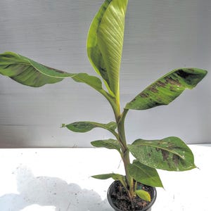 Grand Nain Cavendish Banana Plants