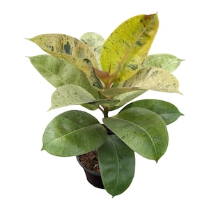May include: A potted Rubber Plant with large, oval leaves. The leaves display a mix of green, yellow, and cream variegation, with some speckled patterns. The plant is in a black plastic pot, set against a white background.
