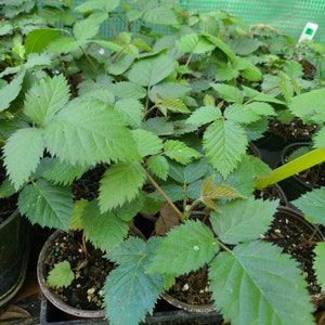 May include: A collection of young blackberry plants growing in small, dark plastic pots. Each plant features vibrant green, serrated leaves with distinct veining. The stems are thin and reddish-brown, with some new growth showing a lighter, bronze-tinted hue.
